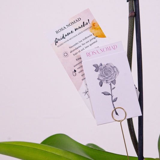 Orquídea Phaleanopsis