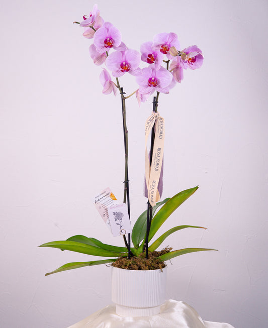 Orquídea Phaleanopsis