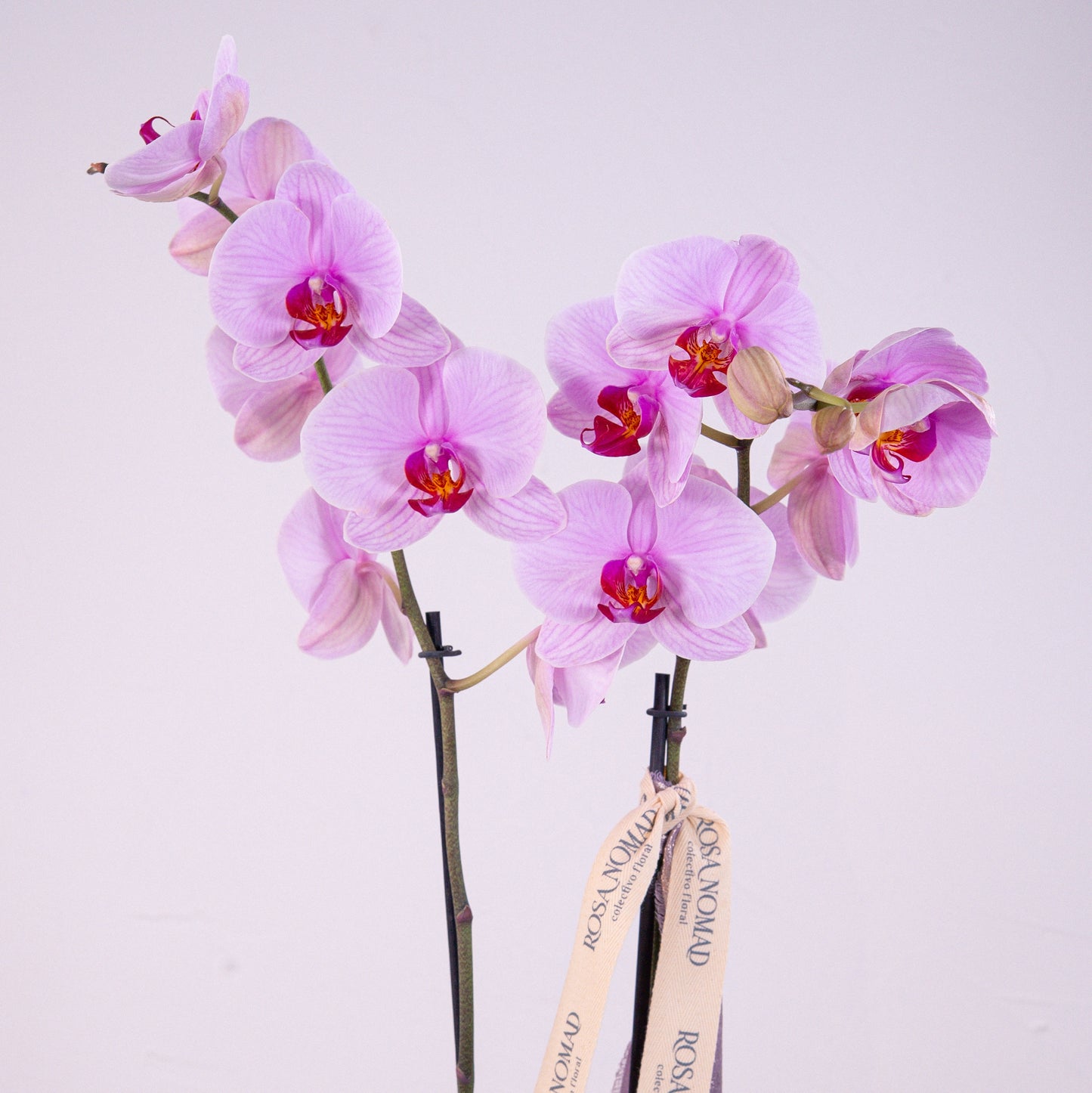 Orquídea Phaleanopsis